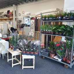 Uitstalling van potplanten en groene planten op stellingen en witte bijzettafels in de kringloopwinkel