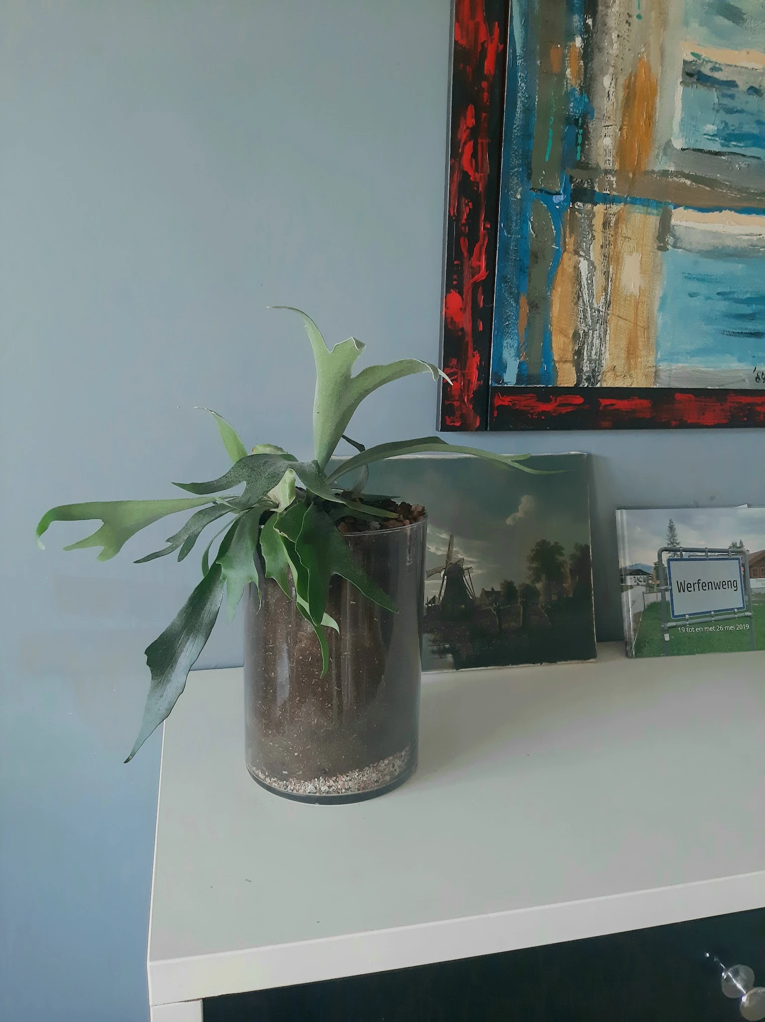 Plant met lange groene bladeren in bruine pot op witte plank