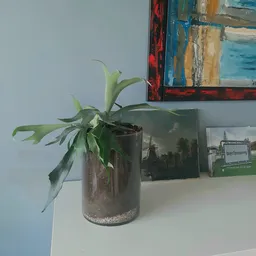 Plant met lange groene bladeren in bruine pot op witte plank