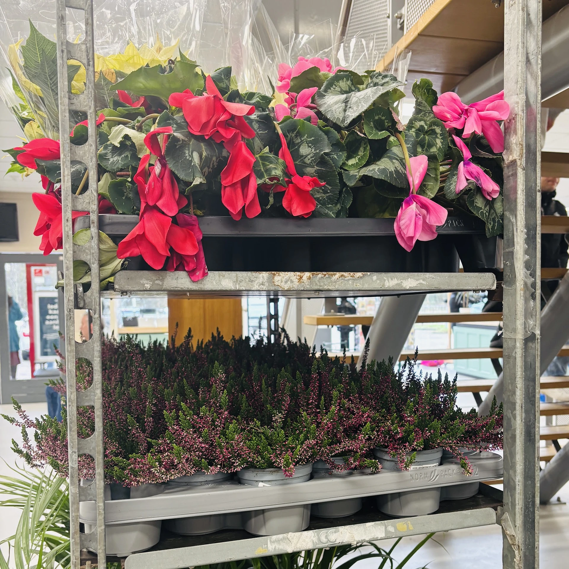 Uitgestalde bloemen en planten op stellingen in de winkel, waaronder rode en roze bloeiende planten en lavendel