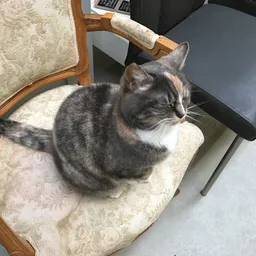 Bezoeker foto van Kringloopwinkel 't Zwaantje in Zwaanshoek