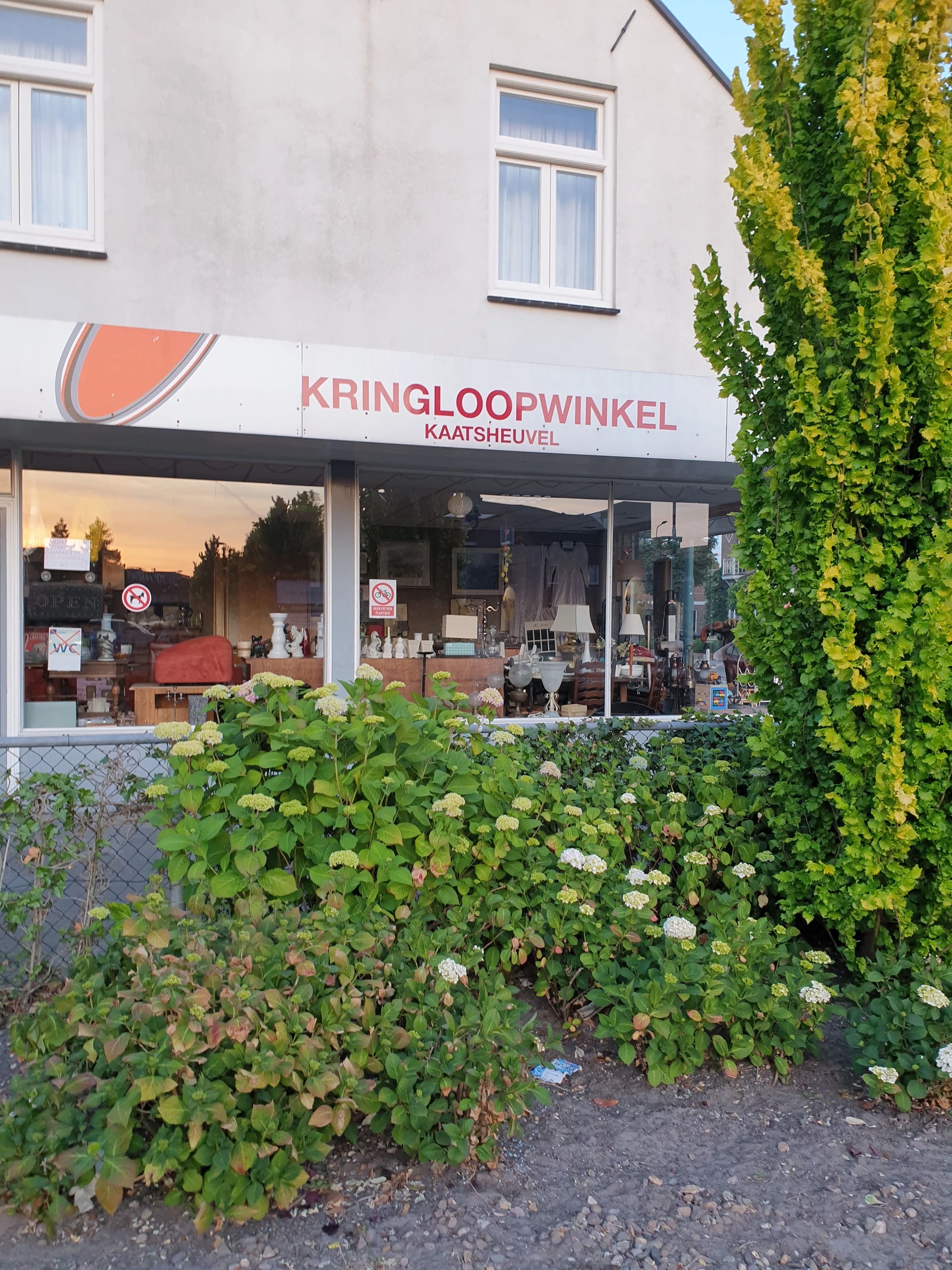 Gevel van kringloopwinkel met grote ramen, groene klimop aan de zijkant en bloeiende struiken ervoor