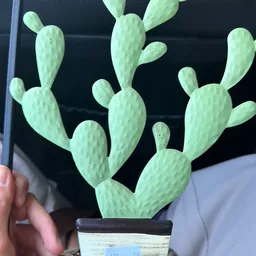 Close-up van een groene cactus met paddenstoelvormige segmenten tegen donkere achtergrond