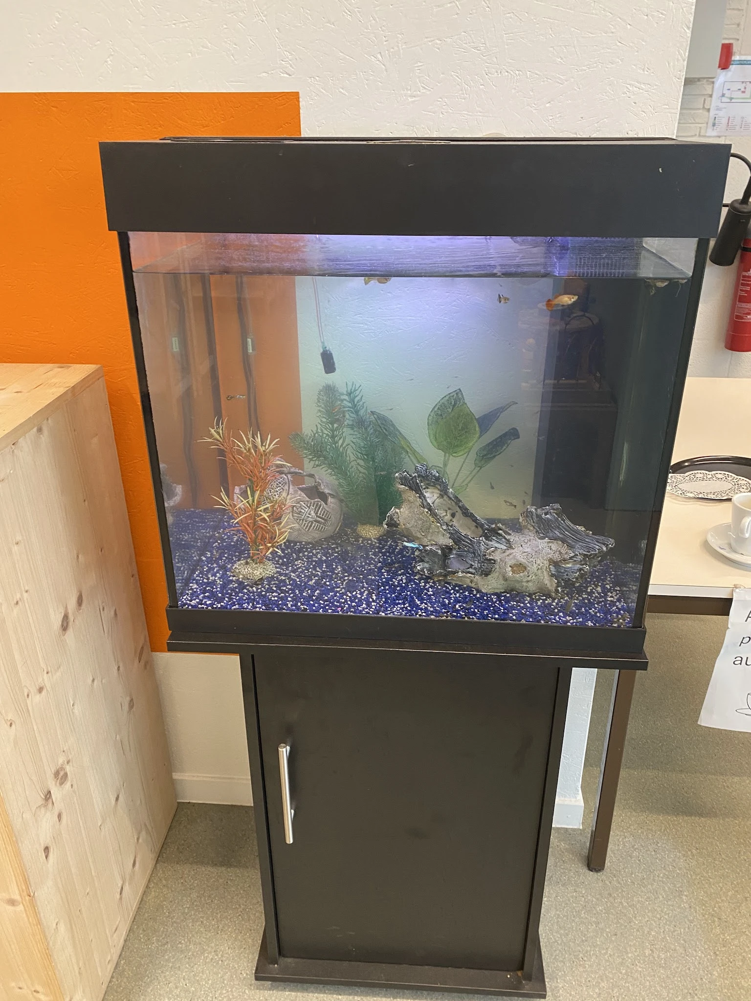 Aquarium met blauwe grind, planten en decoratie op een zwarte standaard