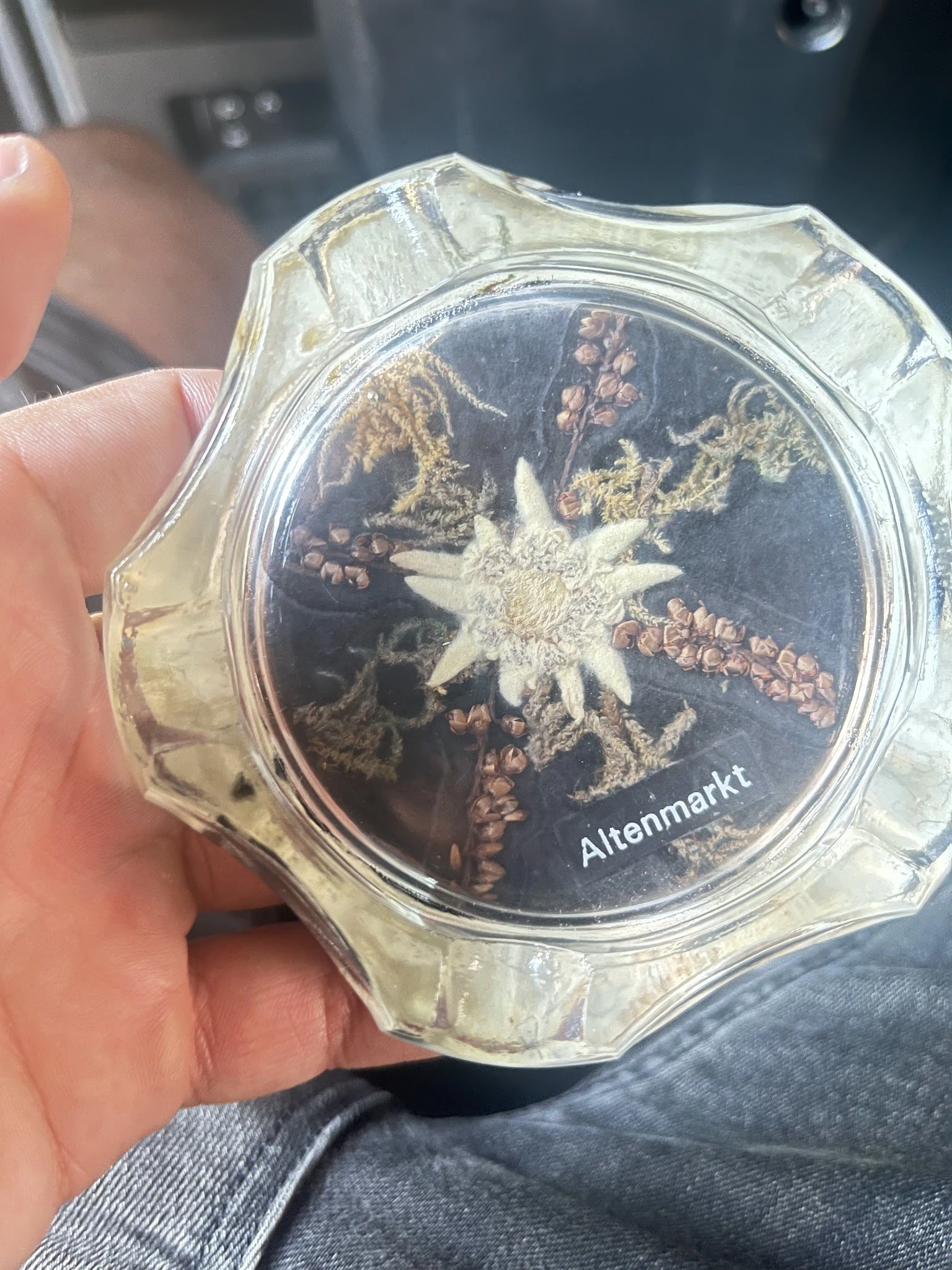 Close-up van een petridishculture met schimmelgroei en het opschrift 'Altemarkt'