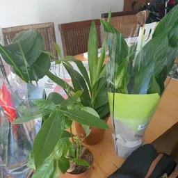 Bezoeker foto van Kringloopwinkel Noppes Nieuwegein in Nieuwegein