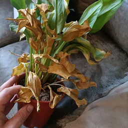 Bezoeker foto van Kringloopwinkel Noppes Nieuwegein in Nieuwegein