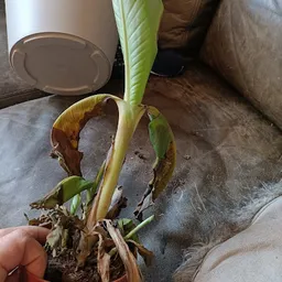 Bezoeker foto van Kringloopwinkel Noppes Nieuwegein in Nieuwegein