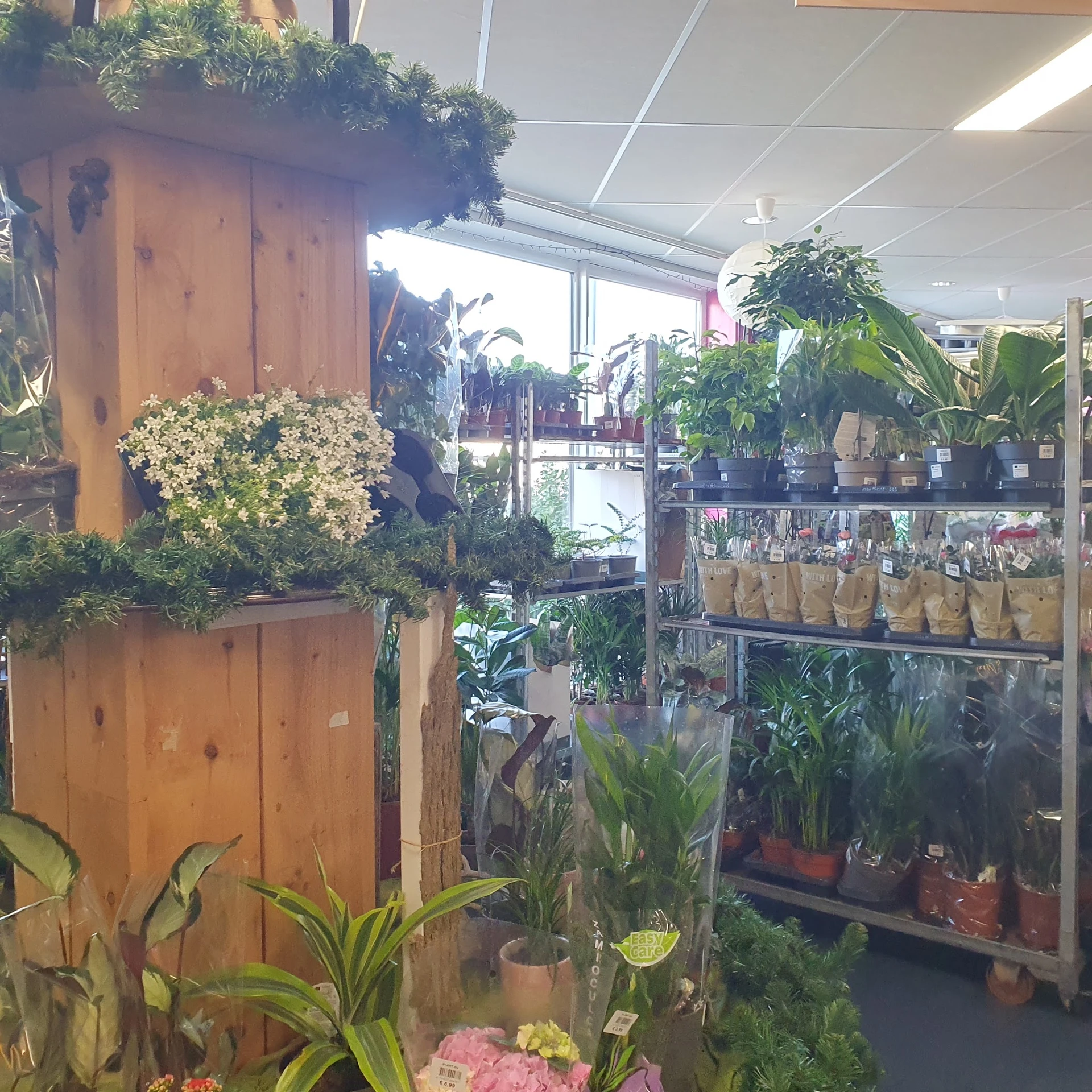 Diverse potplanten en bloemen op houten stellingen en planken in de kringloopwinkel
