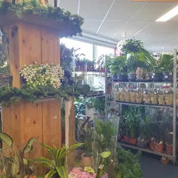 Diverse potplanten en bloemen op houten stellingen en planken in de kringloopwinkel