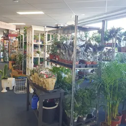 Diverse potplanten en kamerplanten uitgestald op tafels en stellingen in de winkel