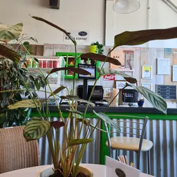 Binnenaanzicht van een kringloopwinkel met groene stellingen, potplanten, een Coca-Cola bord en informatieborden aan de muur