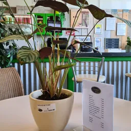 Binnenaanzicht van kringloopwinkel met plant op tafel, balie op achtergrond en menukaart zichtbaar