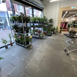 Winkelvloer met plantenrekken en winkelwagen in kringloopwinkel