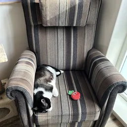 Zwart-wit huisdier op een gestreepte fauteuil met een speelgoed
