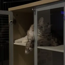 Kat zit in een glazen doos of vitrine in de winkel