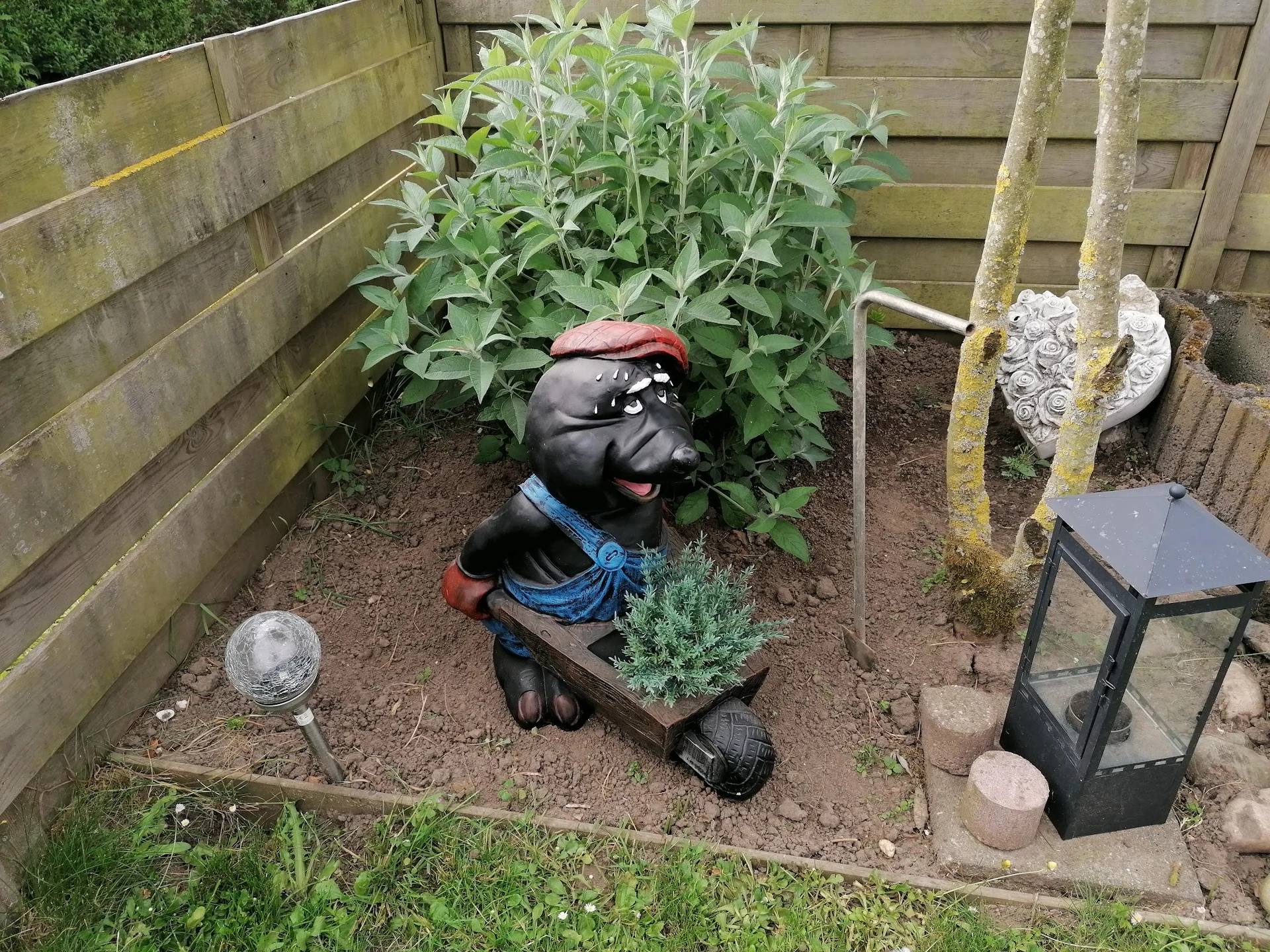 Tuin met tuinkabouter, plantenbakken en houten omheining