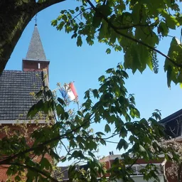 Zicht omhoog door boomkruinen naar een kerkgebouw met toren