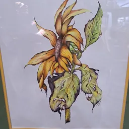 Aquareltekening van een verwelkte zonnebloem met bruine bloembladen en gele kern