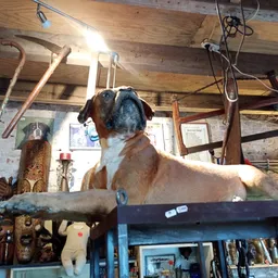 Binnenaanzicht van kringloopwinkel met houten balken, diverse tweedehands artikelen, sculpturen en decoratieve voorwerpen op 