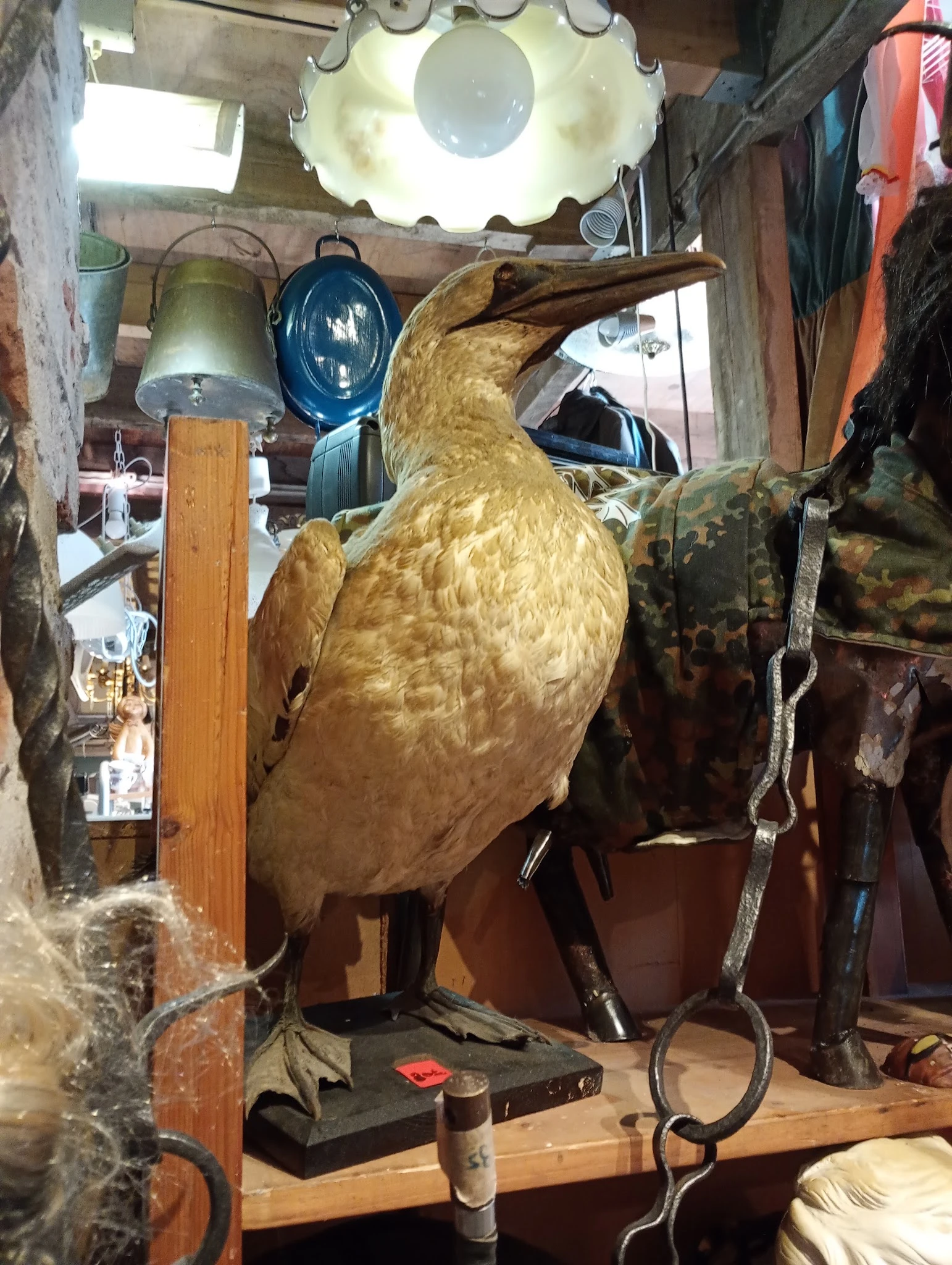 Gouden vogel als decoratief object in de winkel, omgeven door andere spullen