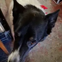 Zwart-wit hondje kijkt omhoog naar camera