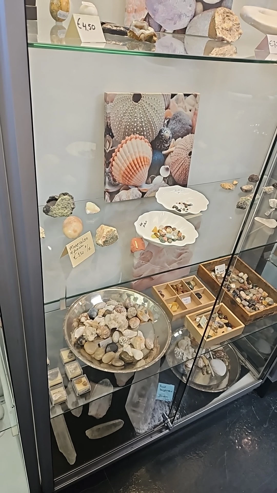 Vitrinekast met verzameling schelpen, fossielen en mineralen uitgestald op grijze doeken en in houten vakken