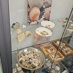 Vitrinekast met verzameling schelpen, fossielen en mineralen uitgestald op grijze doeken en in houten vakken