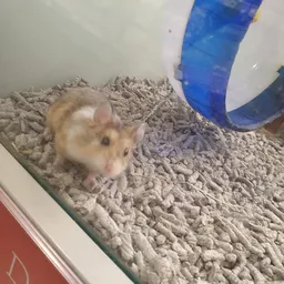 Kleine hamster op zandbodem met blauwe speeltuig in de achtergrond