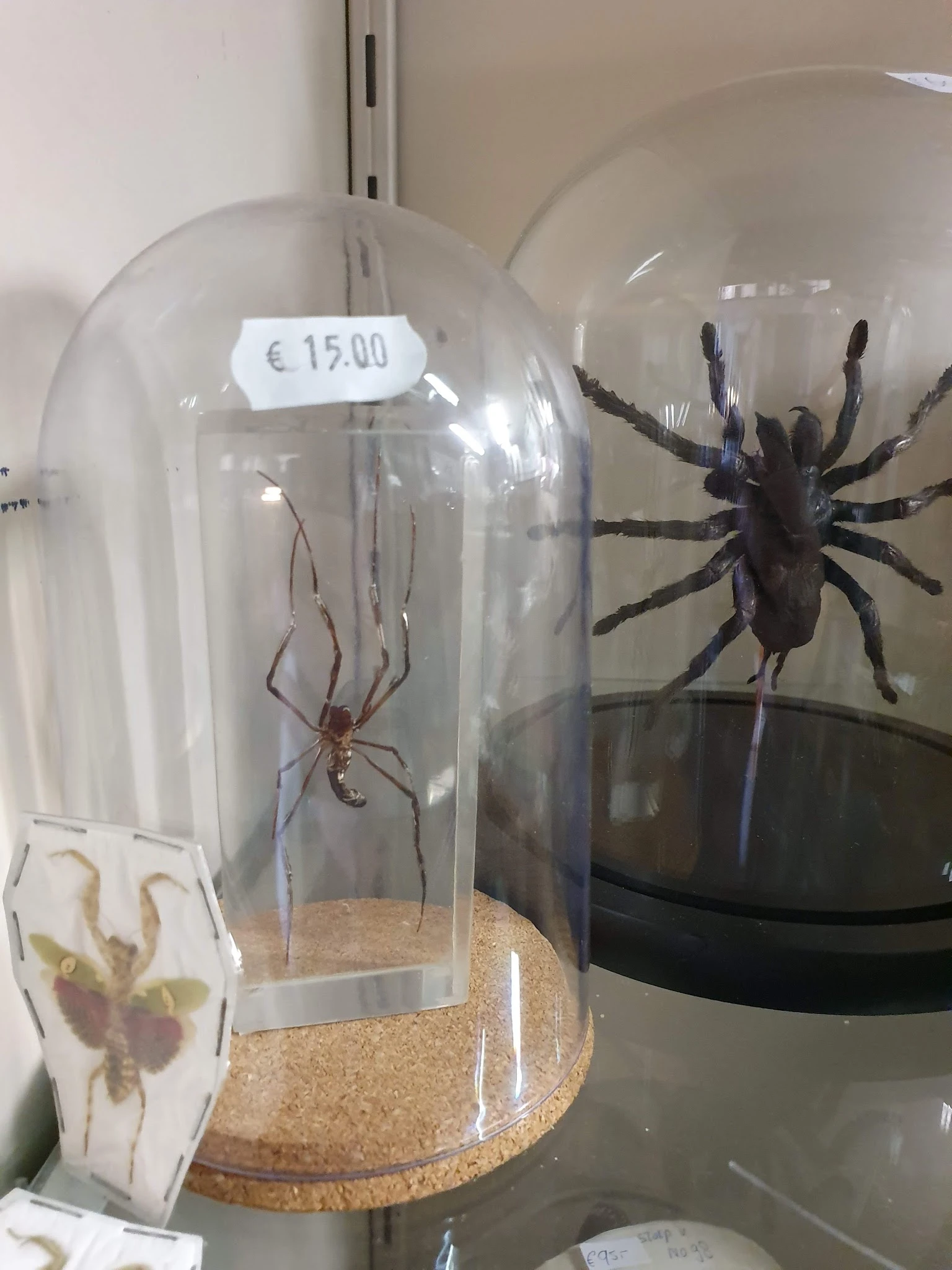 Twee opgezette spinnen in glazen dozen met prijskaartje van €15,00