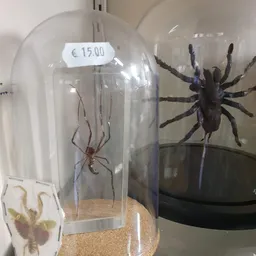 Twee opgezette spinnen in glazen dozen met prijskaartje van €15,00