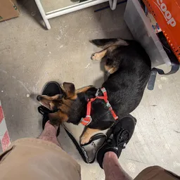 Hond met rood harnas staat op betonvloer in winkel
