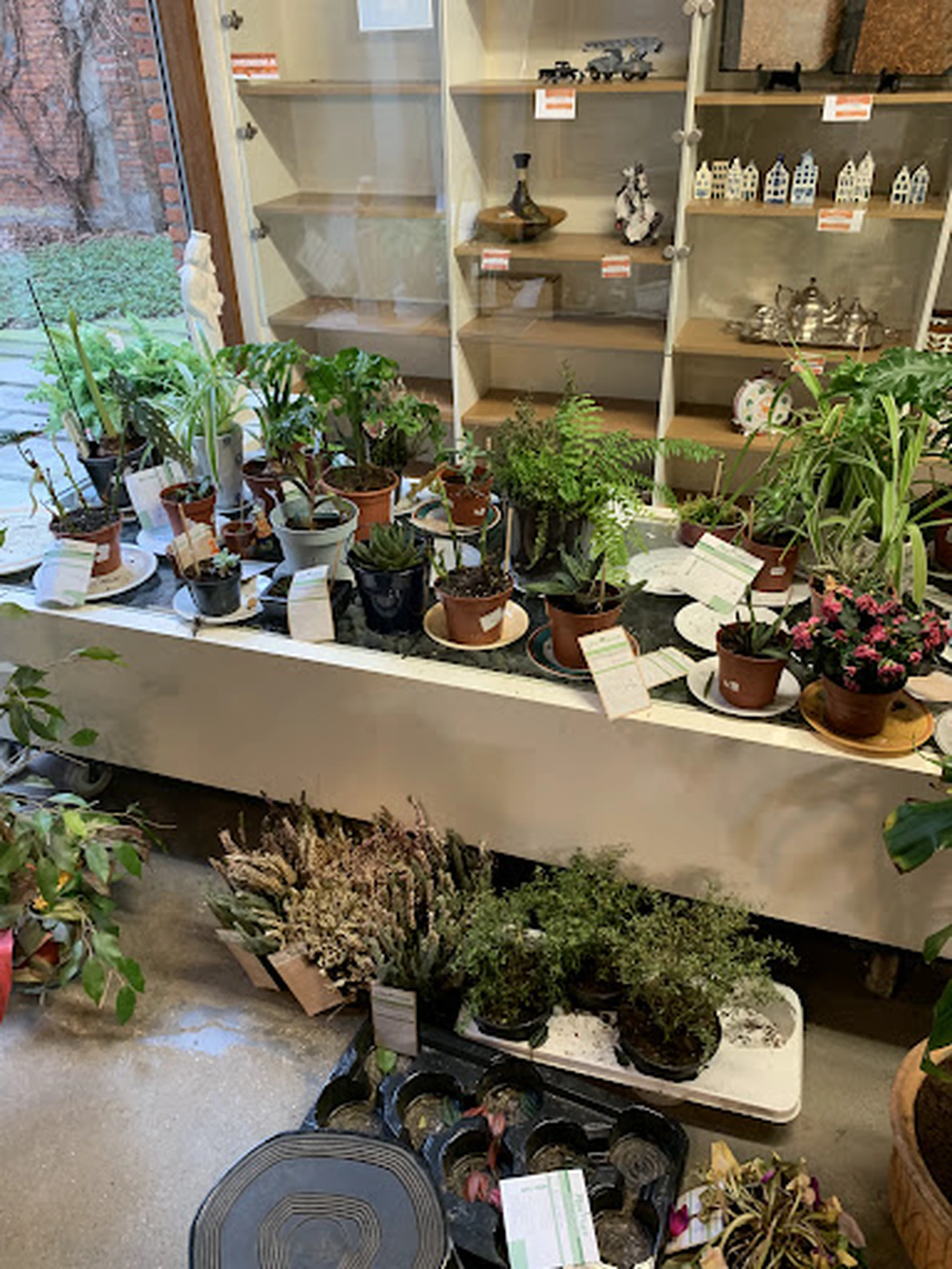 Uitstalling met diverse potplanten en bloemen op tafels in de winkel