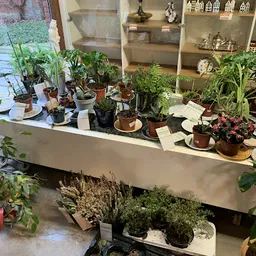 Uitstalling met diverse potplanten en bloemen op tafels in de winkel