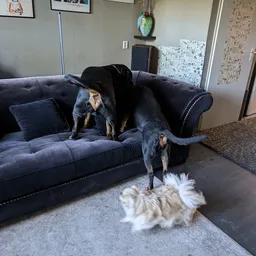 Twee honden op en voor een blauwe bank in een woonkamer