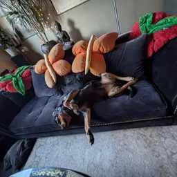Chihuahua liggend op zwarte bank met kerstspeelgoeddecoracties
