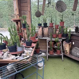Uitgestalde cactussen en vetplanten in diverse potten op houten stellingen en planken