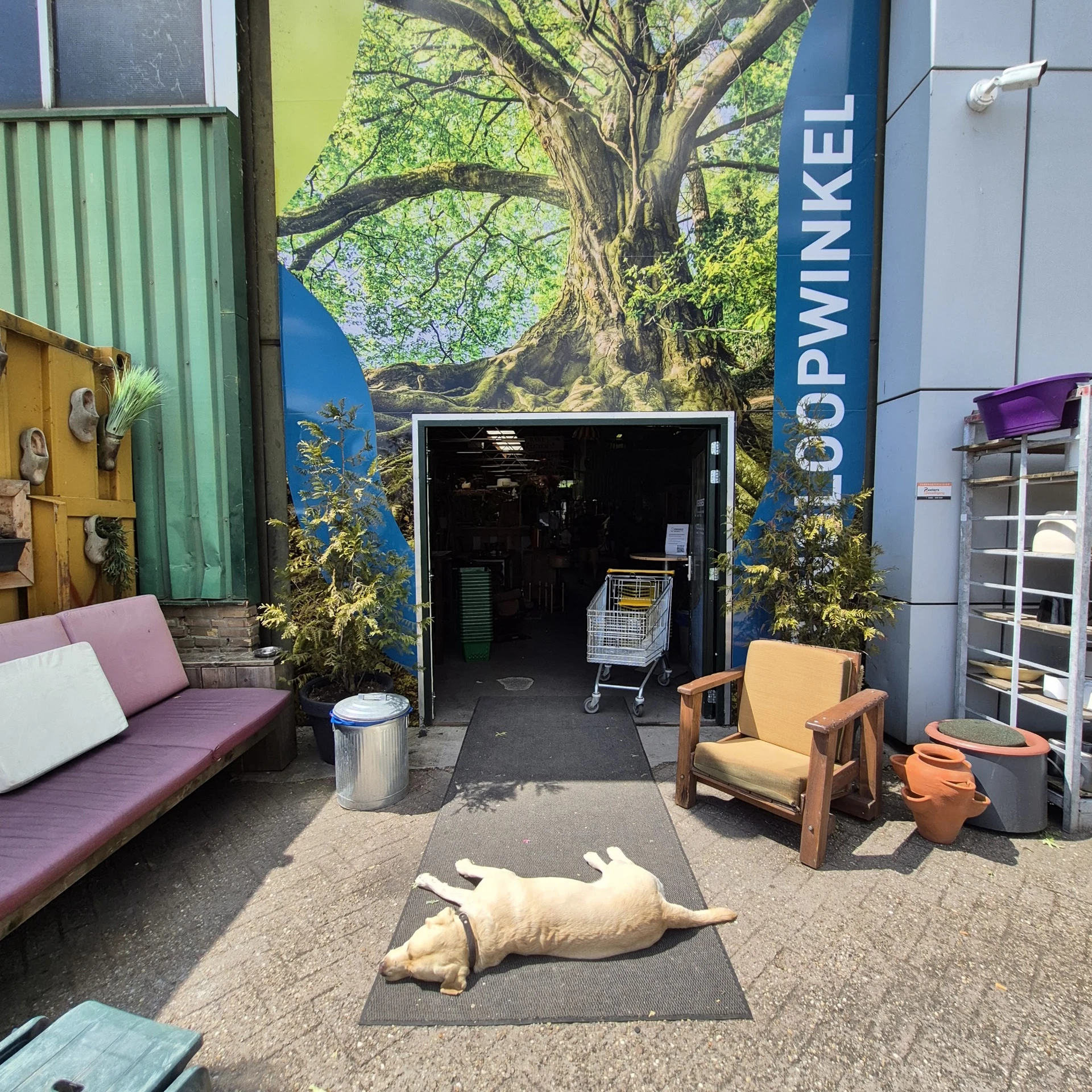 Ingang kringloopwinkel met paarse bank, gele stoel en diverse spullen op het terras, grote boom op muurschildering