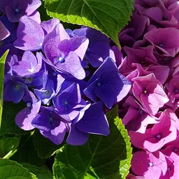 Paarse en roze hortensia's met groene bladeren in close-up