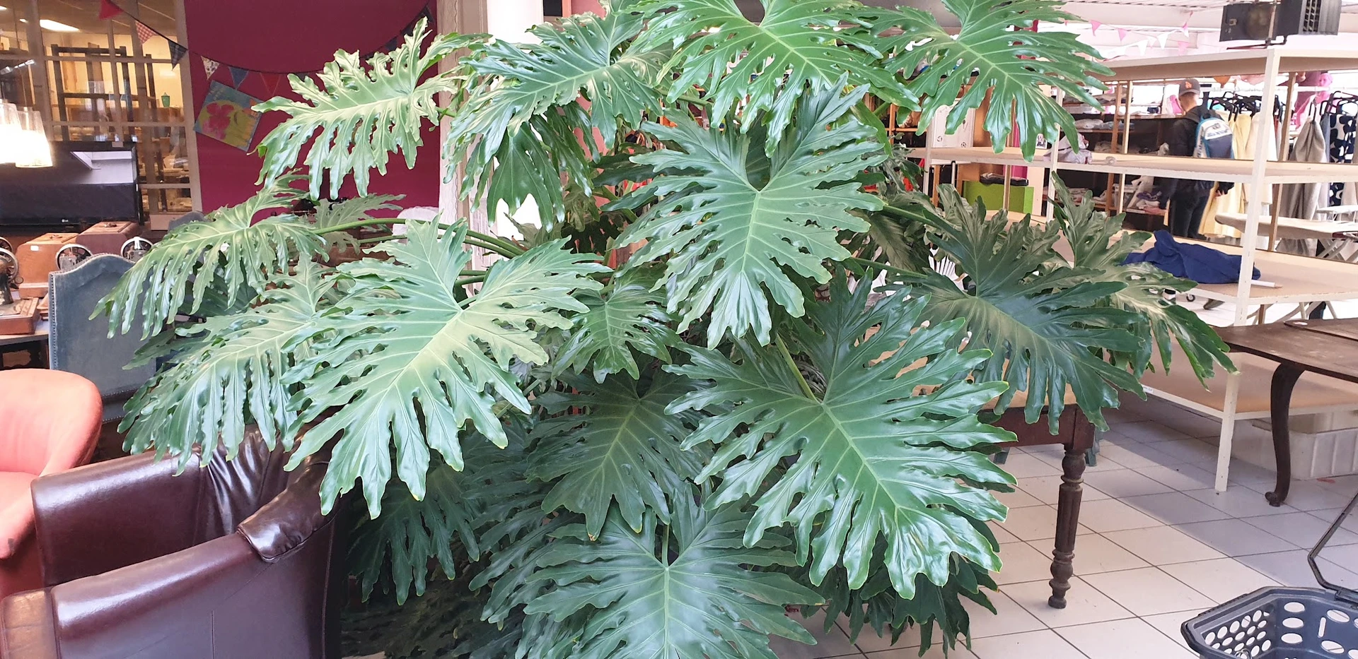 Close-up van een plant met grote, diep ingesneden groene bladeren in een pot.