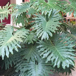 Close-up van een plant met grote, diep ingesneden groene bladeren in een pot.