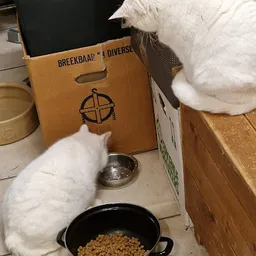 Bezoeker foto van Kringloopwinkel Werk In Opdracht BV woningontruimingen in Haarlem